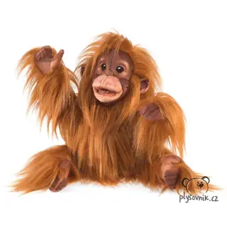 Orangutan mládě
