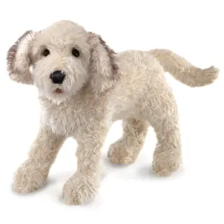 Pes labradoodle