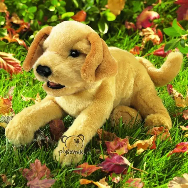 Štěně labradora