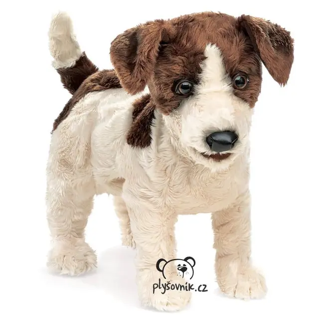 Jack Russell teriér