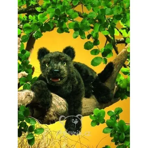 Černý jaguár