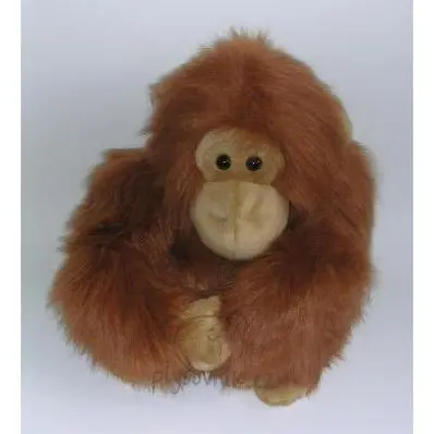 Orangutan