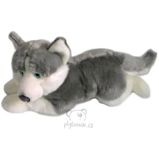 Pes husky