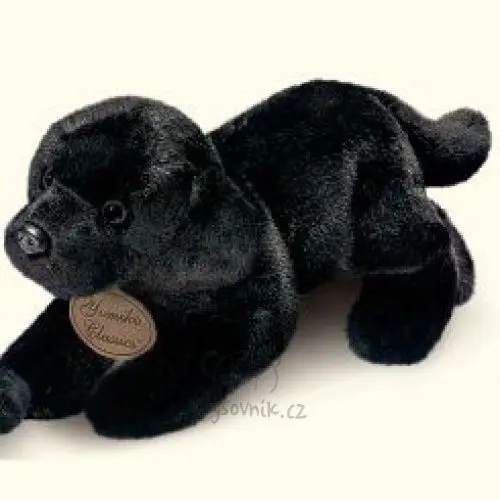 Černý labrador štěně