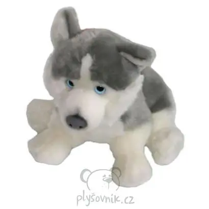 Pes husky