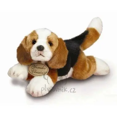 Štěně beagle