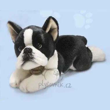Bostonský terier velký
