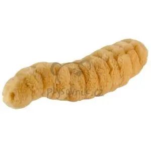 Larva, červ