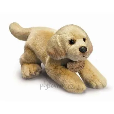 Labrador štěně