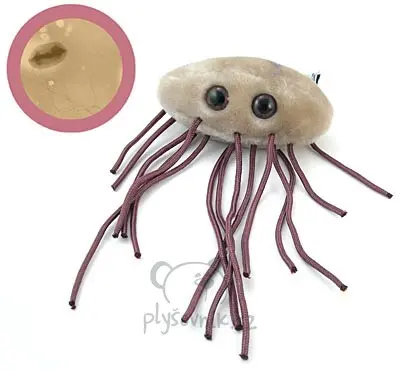 Escherichia coli