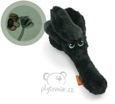 Toxická plíseň