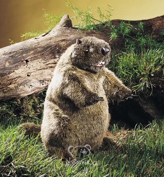 Hnědý svišť