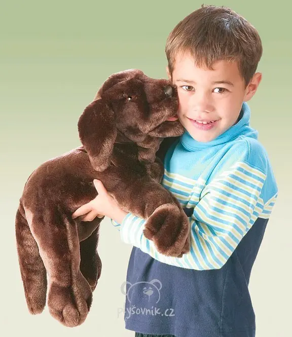 Hnědý labrador
