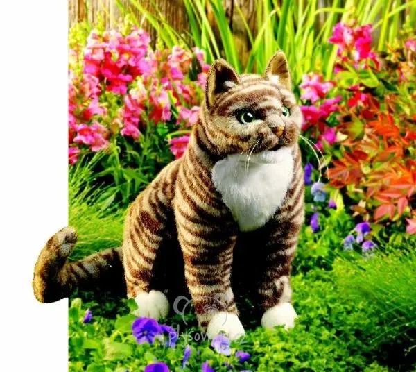 Kočka Tabby