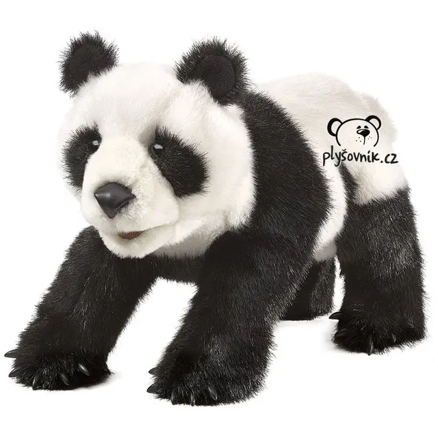 Panda velká