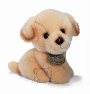 Štěně labrador