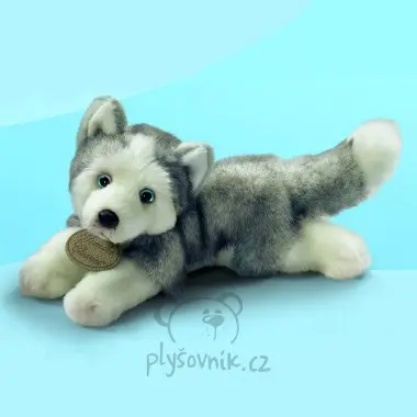 Štěně husky