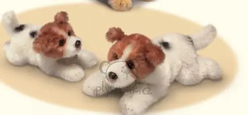 Štěně jack russell teriér