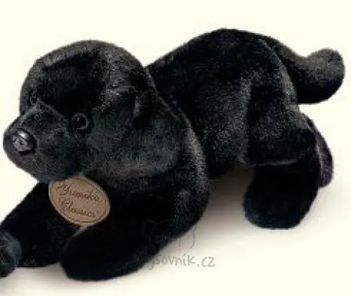 Černý labrador