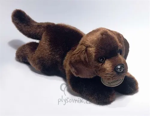 Hnědý labrador štěně