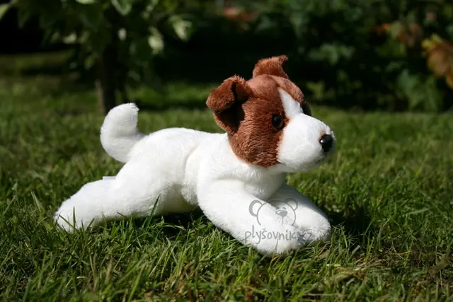 Štěně Jax jack russel