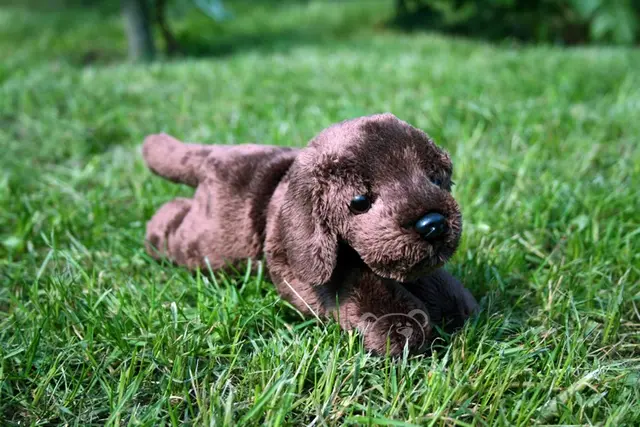 Štěně Kenrich labrador
