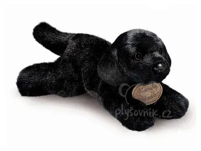 Štěně černý labrador