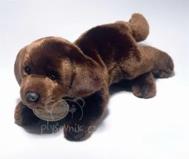 Hnědý labrador