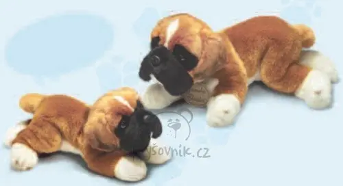 Boxer velký