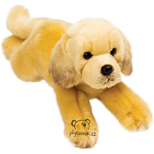 Ležící labrador Yomiko