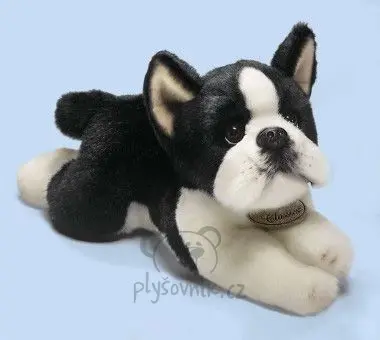 Boston terier menší