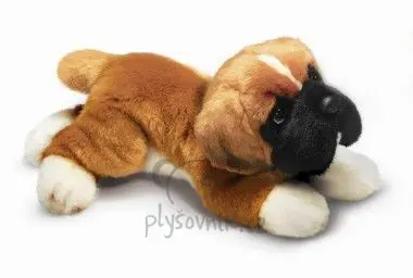 Boxer menší
