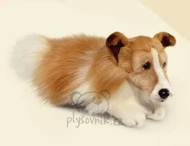 Kolie Lassie menší