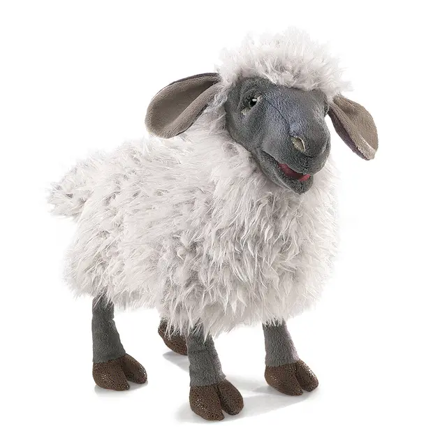 Ovce Wensleydale