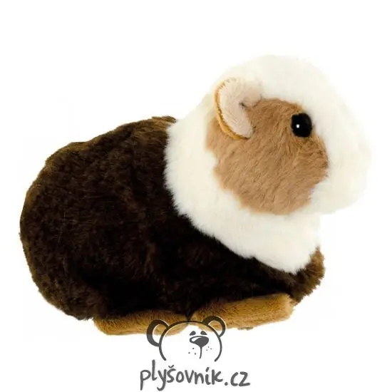 Morče Piggy