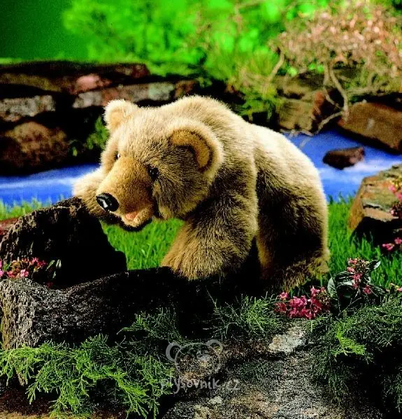 Medvěd Grizzly