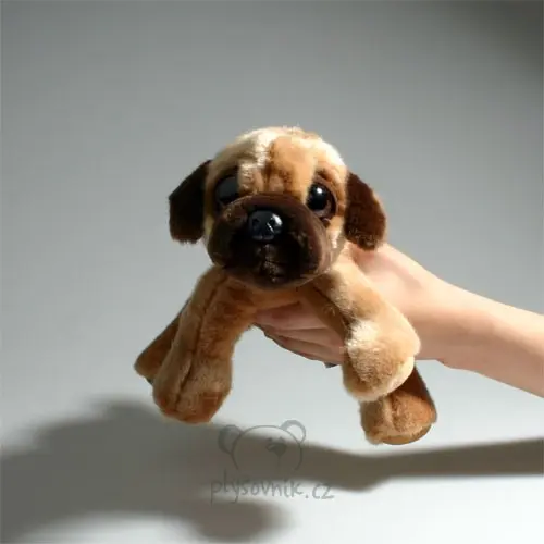 Mops Sukey menší