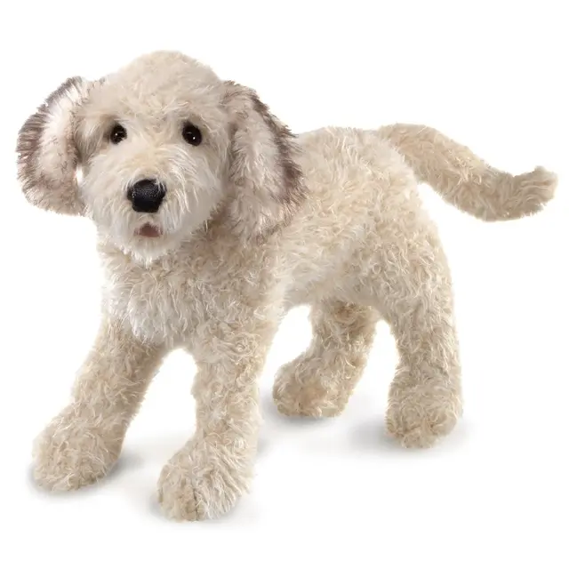 Pes labradoodle