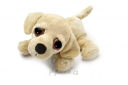 Labrador Barney